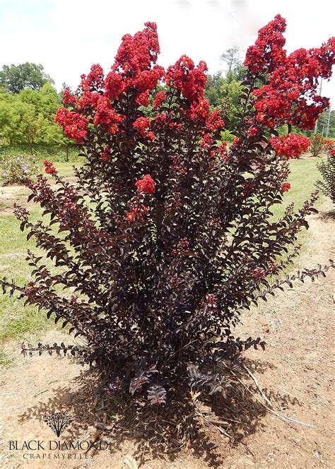 The Importance of Soil and Sunlight for Growing Crimson Magic Crape Myrtle